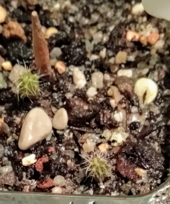 Pilosocereus magnificus.jpeg